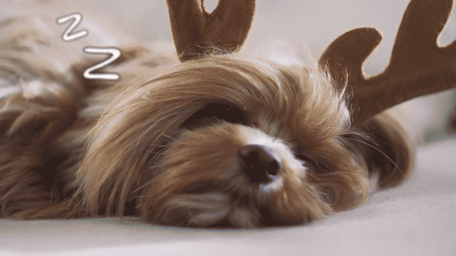 Tonies – Toniebox Dog TVC-low